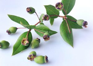 Risotto al mirto prosciutto crudo bottarga e pane carasau 1