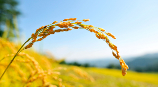 I nostri risi da agricoltura sostenibile secondo il protocollo FSA